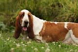 BASSET HOUND 075
